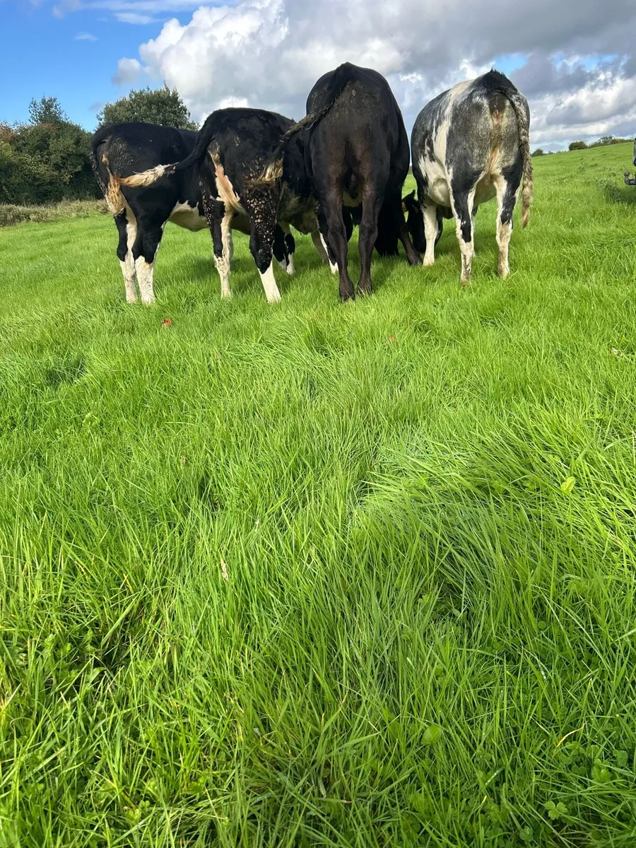 Store cattle - Image 1