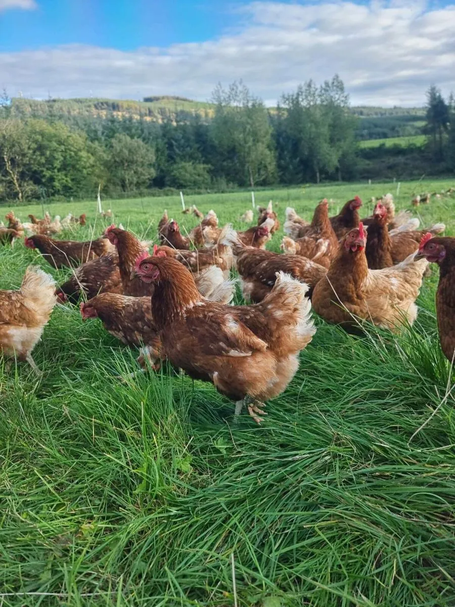 Laying Hens for Sale - Image 1