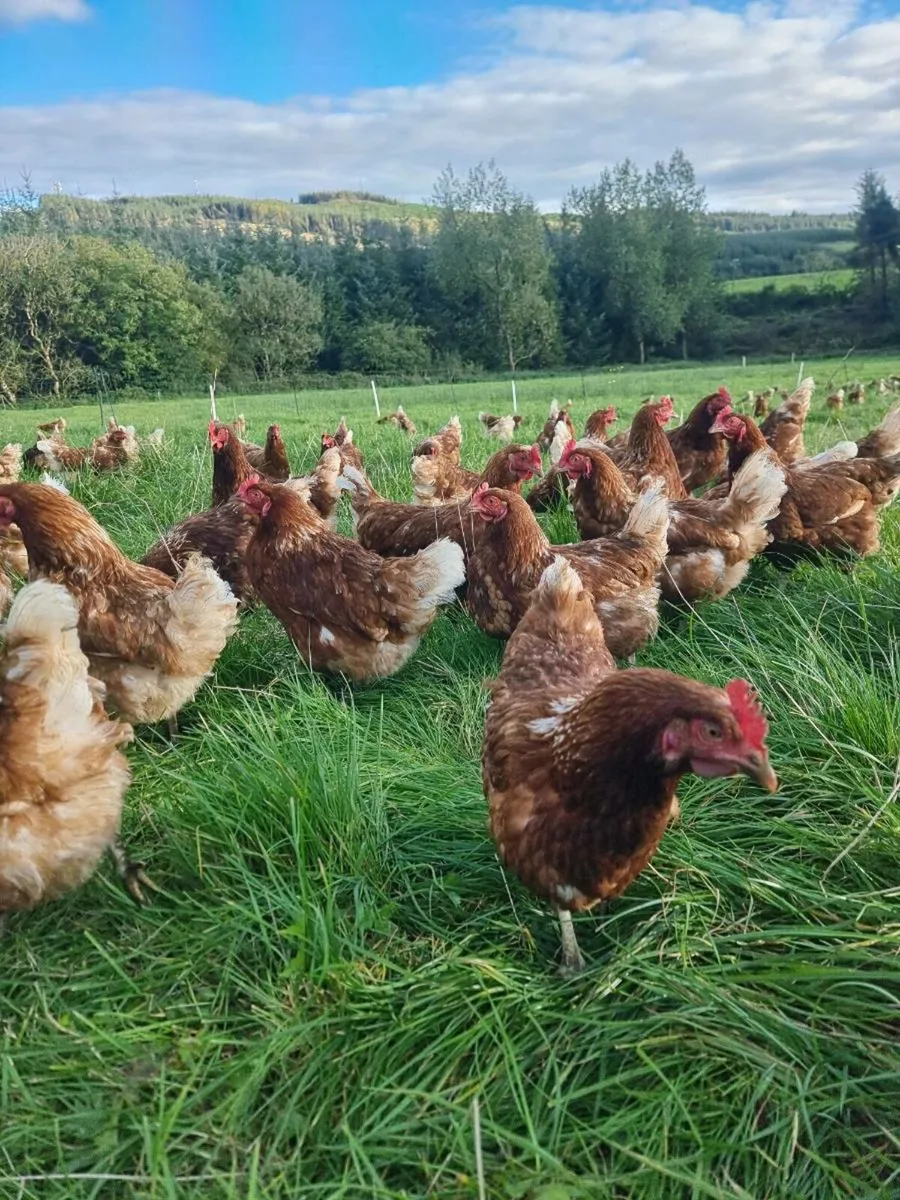 Laying Hens for Sale - Image 2