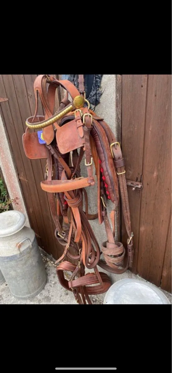 Driving harness - Image 1