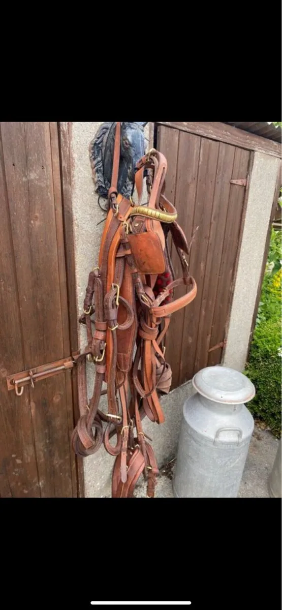 Driving harness - Image 2