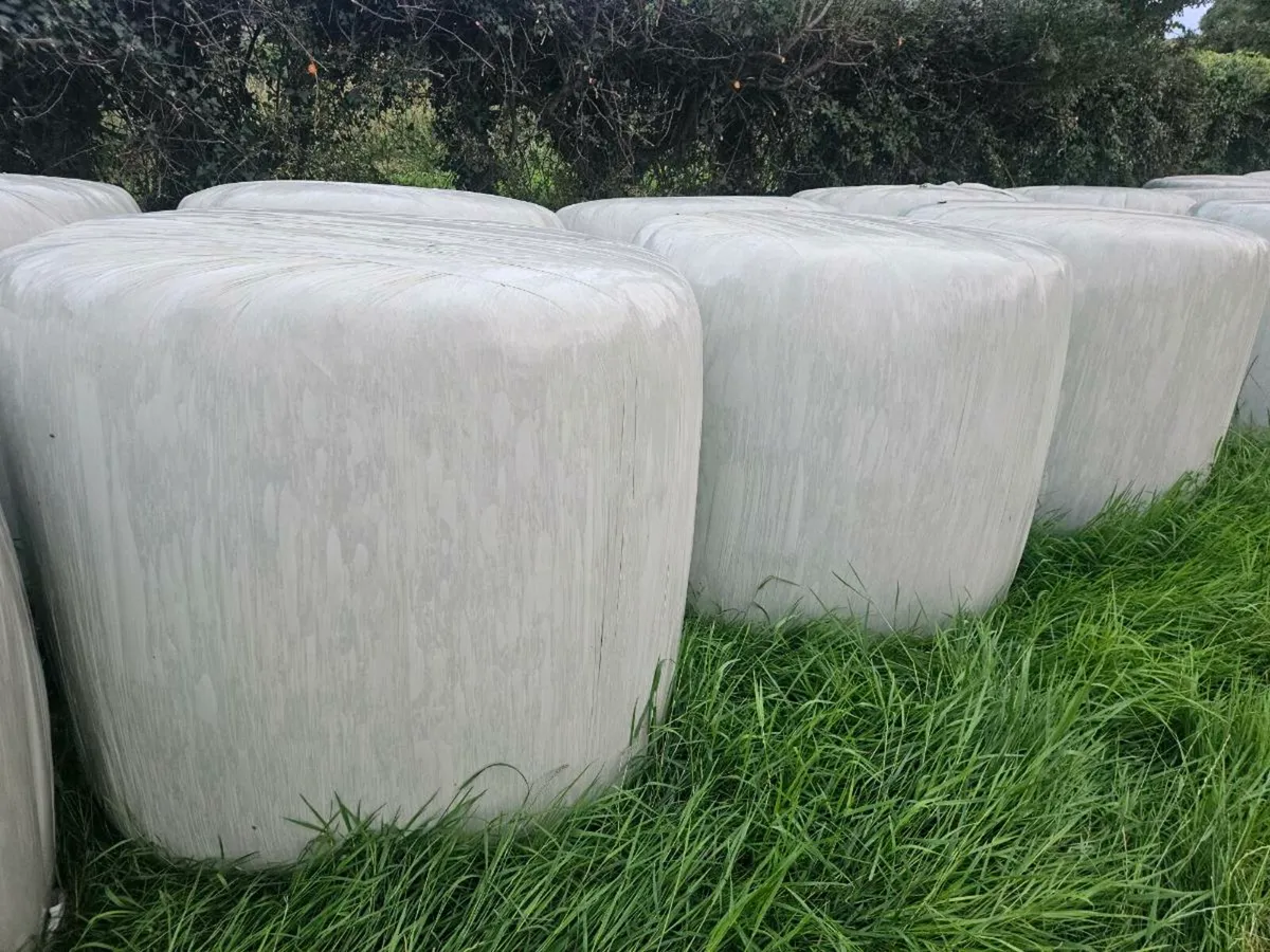 2025 Silage Bales - Image 1