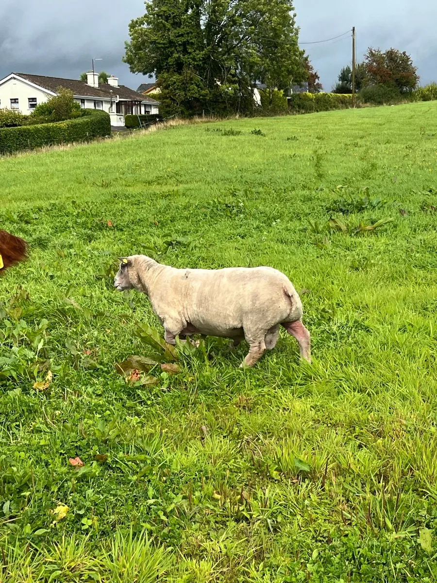 Charollais Ram - Image 1