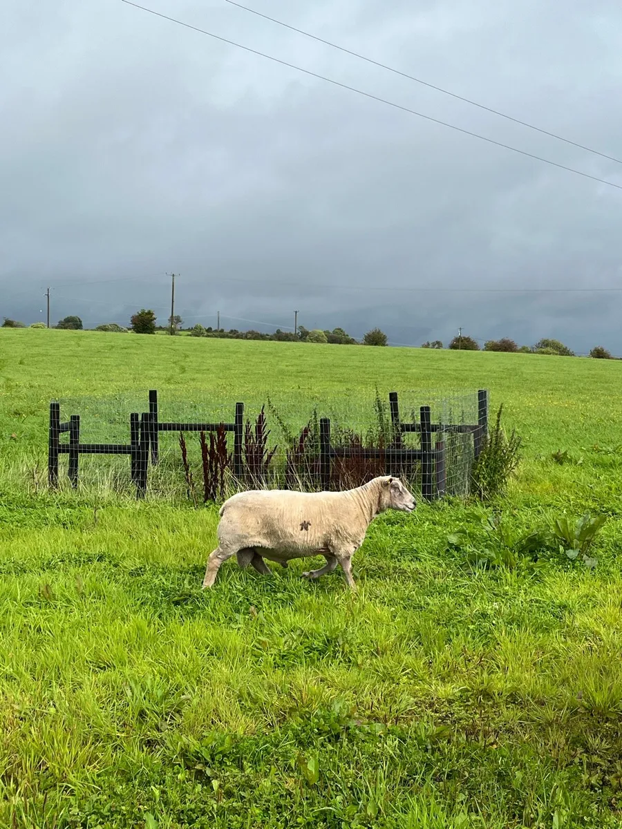 Charollais Ram - Image 2