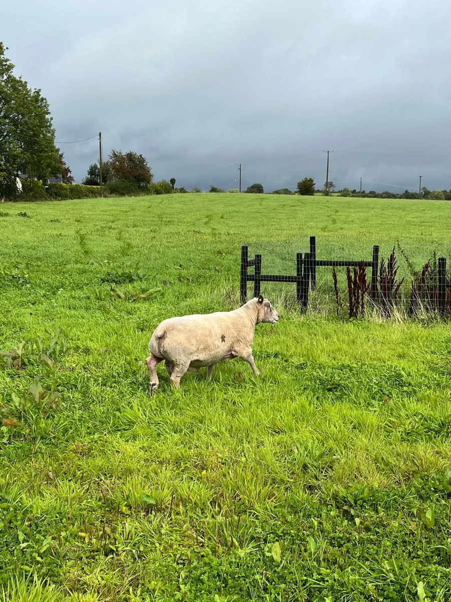 Charollais Ram - Image 3