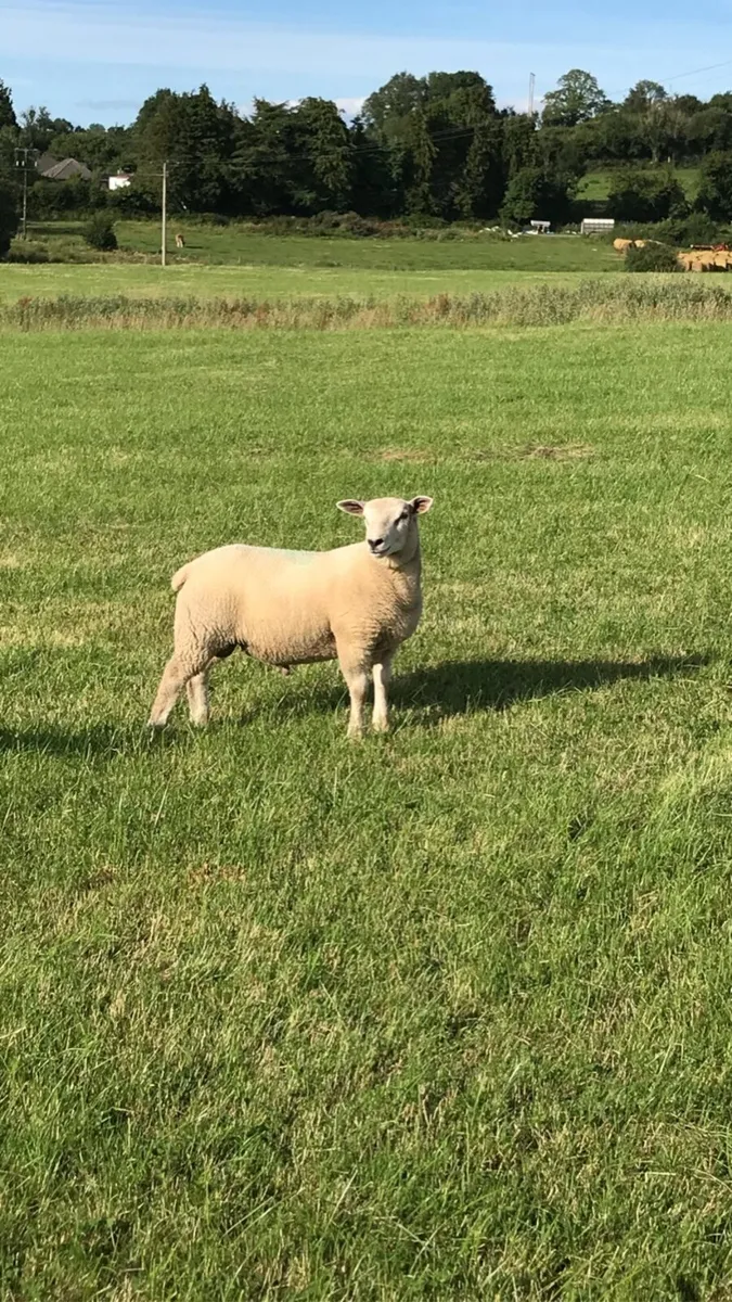 Charollais Ram - Image 4