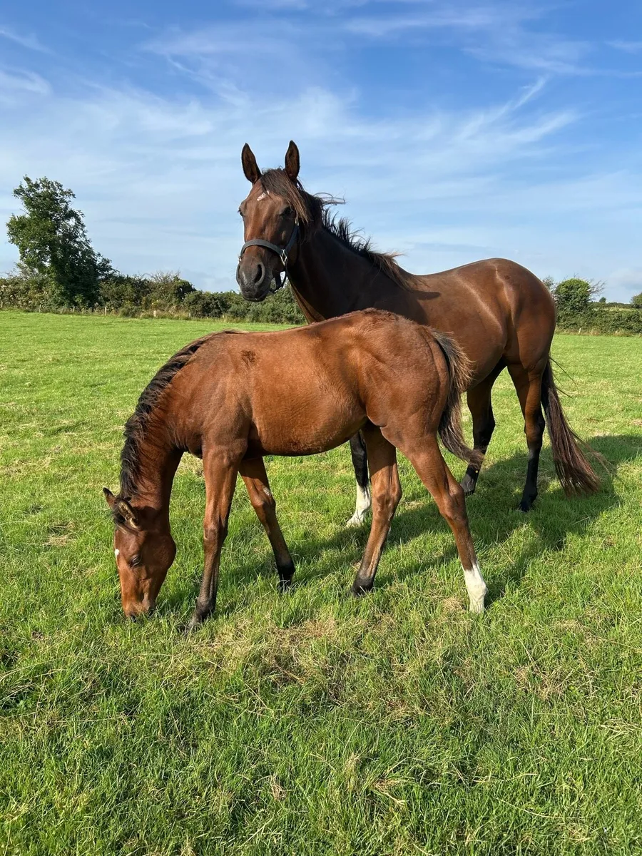 TB Filly Foal - Image 3