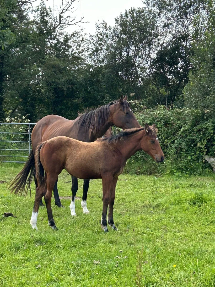 TB Filly Foal - Image 4