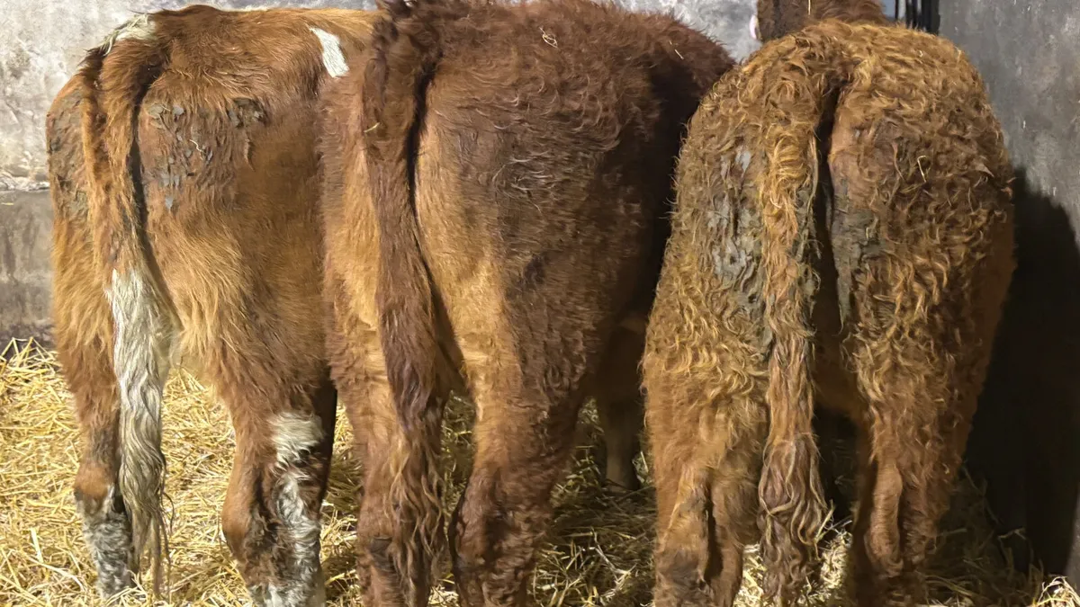 ⭐️3 Quality Simmental Heifer Wealings ⭐️ - Image 2