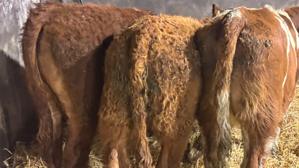 ⭐️3 Quality Simmental Heifer Wealings ⭐️ - Image 4