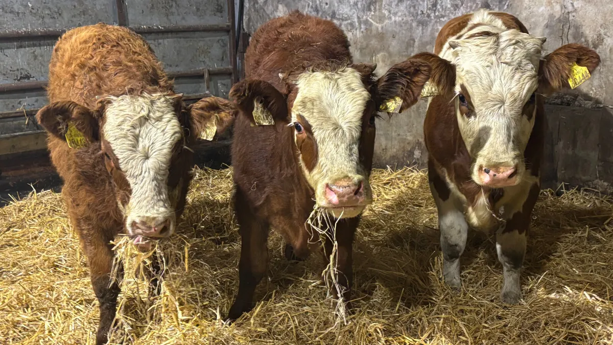 ⭐️3 Quality Simmental Heifer Wealings ⭐️ - Image 3