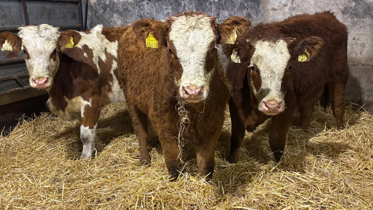⭐️3 Quality Simmental Heifer Wealings ⭐️ - Image 1