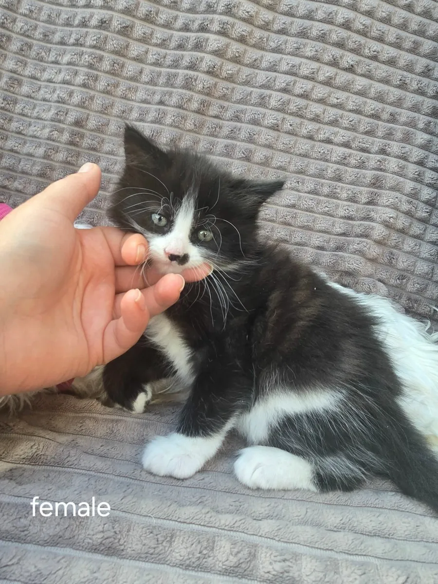 Kittens - Image 1