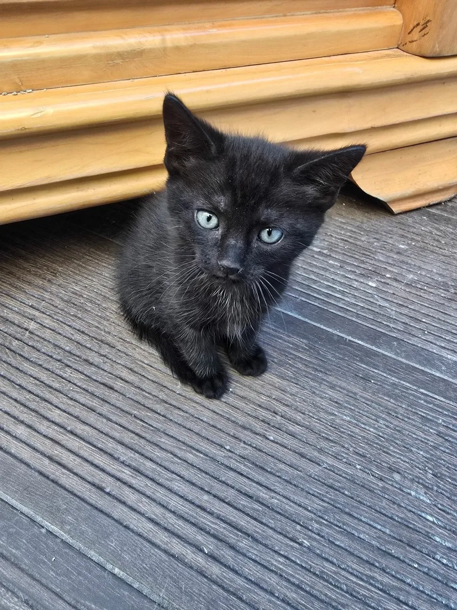 Kittens - Image 2