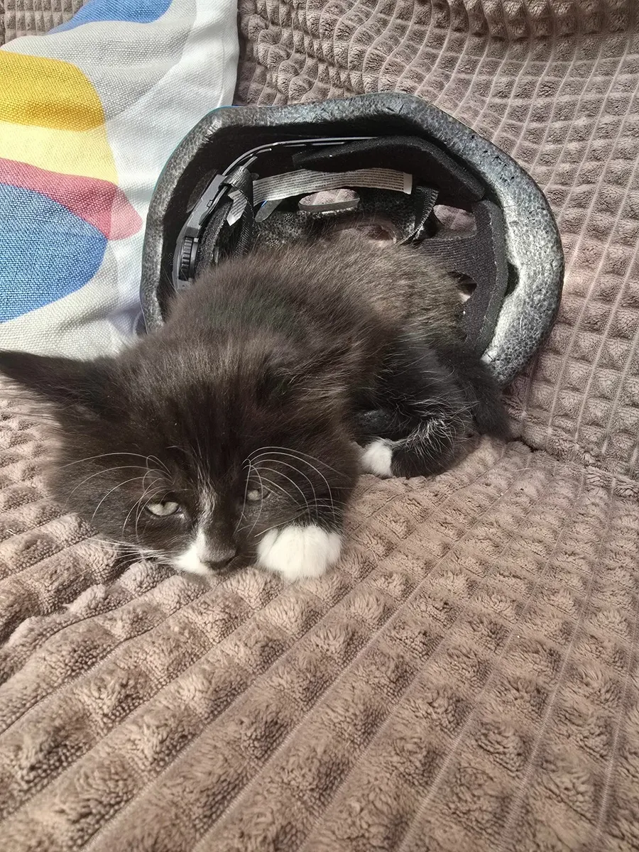 Kittens - Image 3