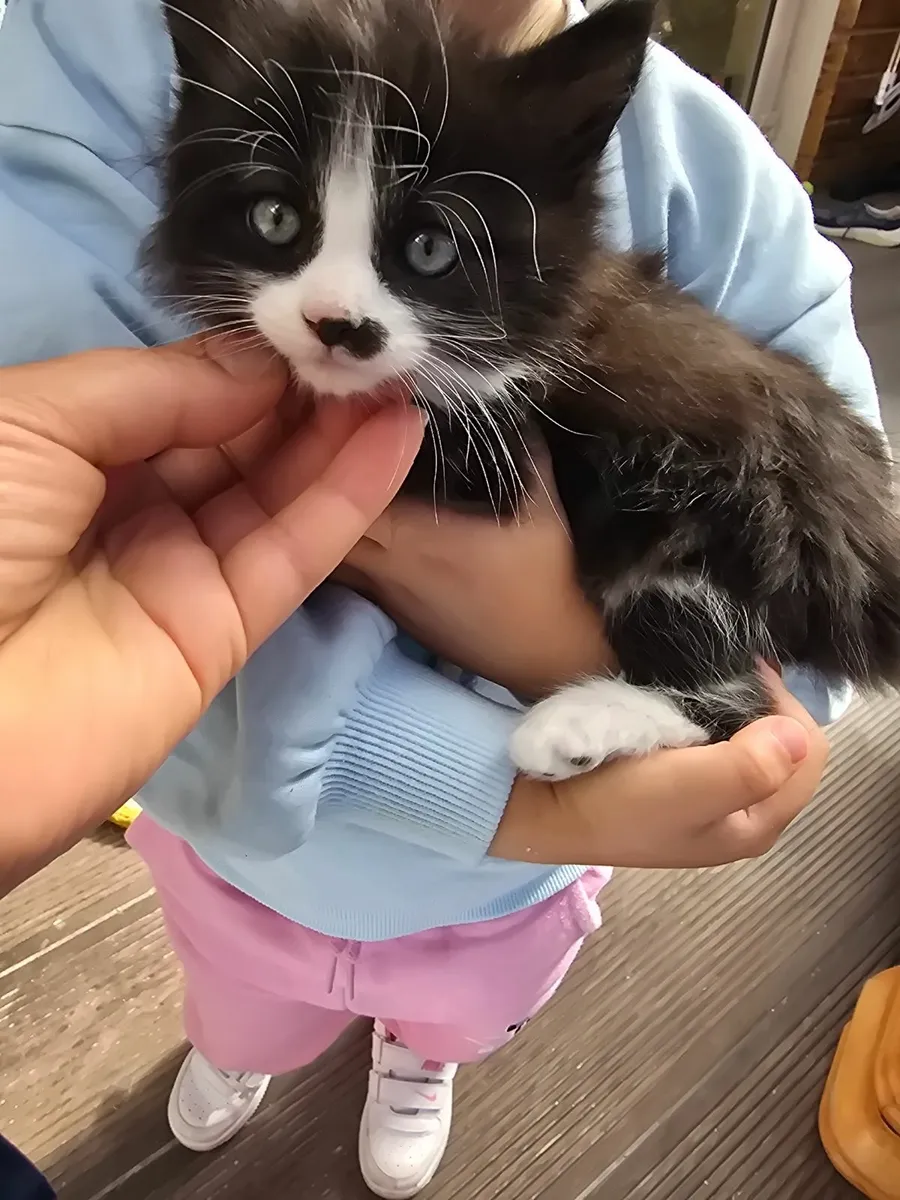 Kittens - Image 4