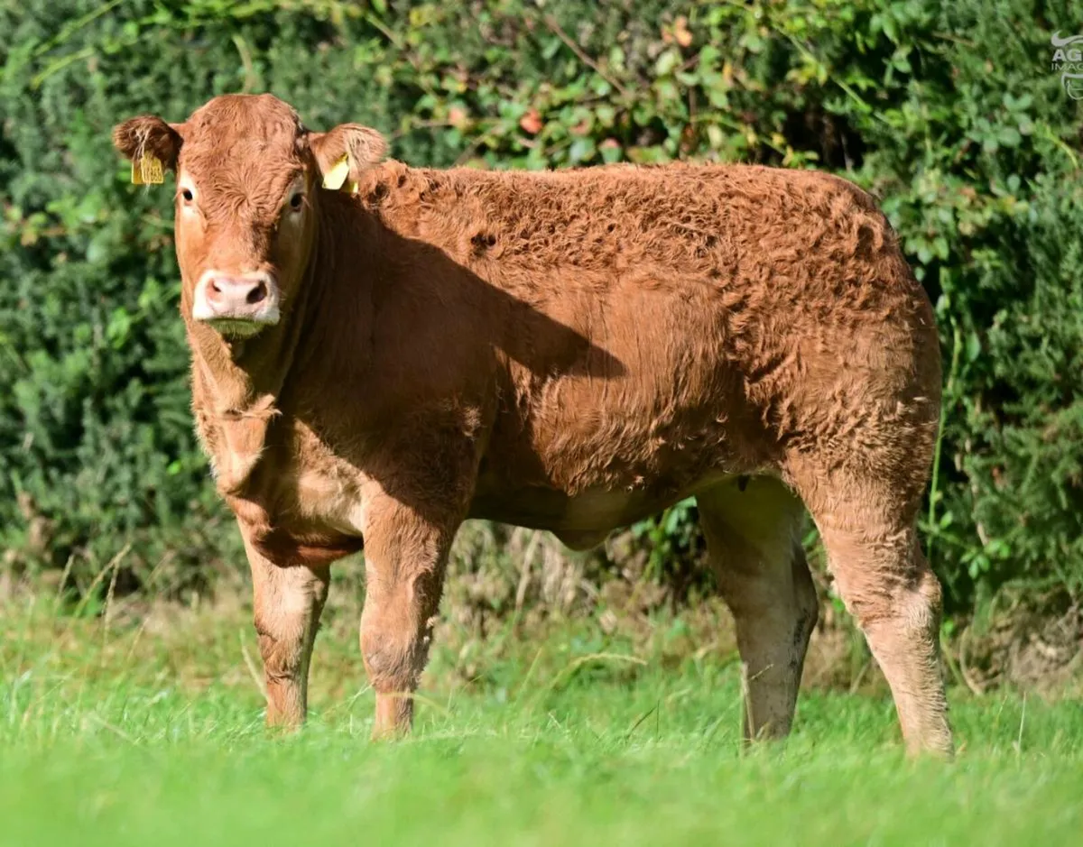 15 Exceptional Females - BALLYLINE LIMOUSIN Sale - Image 2