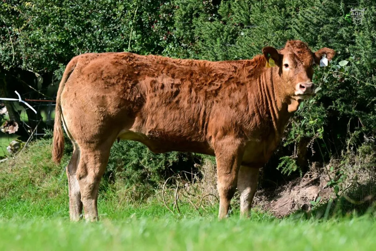 15 Exceptional Females - BALLYLINE LIMOUSIN Sale - Image 3