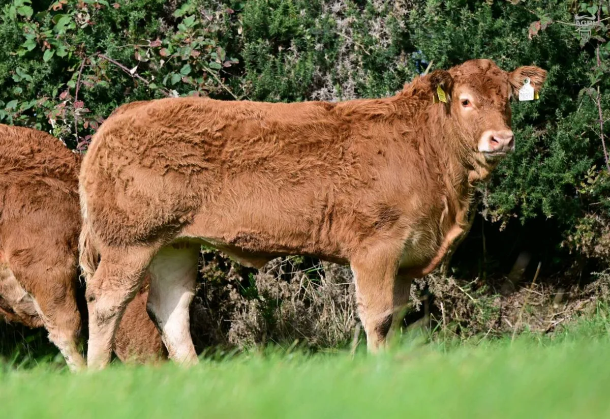15 Exceptional Females - BALLYLINE LIMOUSIN Sale - Image 4