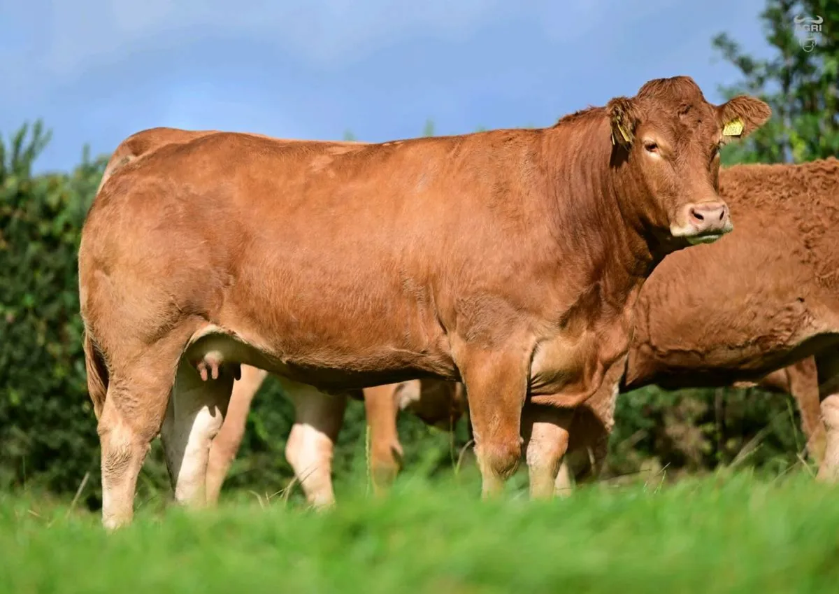 15 Exceptional Females - BALLYLINE LIMOUSIN Sale - Image 1