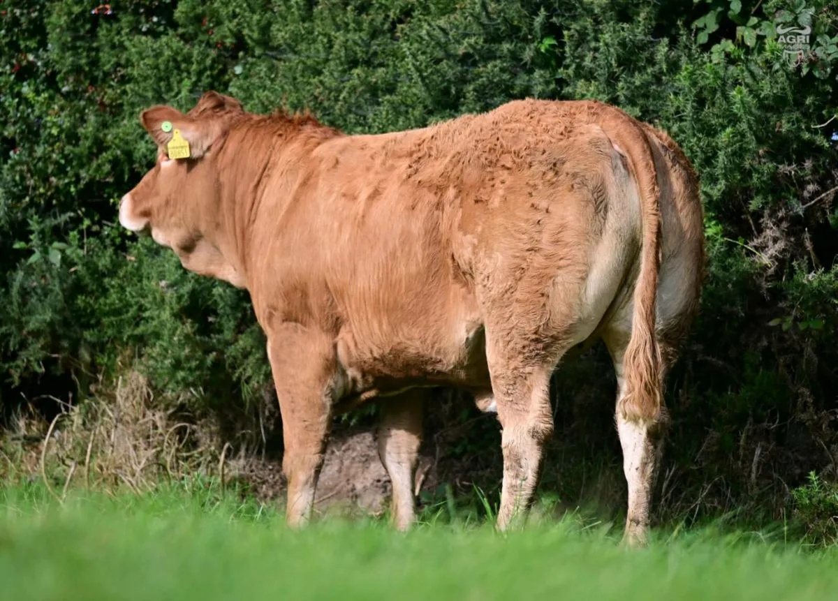 15 Exceptional Females - BALLYLINE LIMOUSIN Sale - Image 1