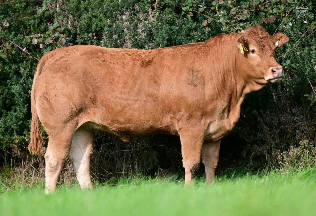 15 Exceptional Females - BALLYLINE LIMOUSIN Sale - Image 2
