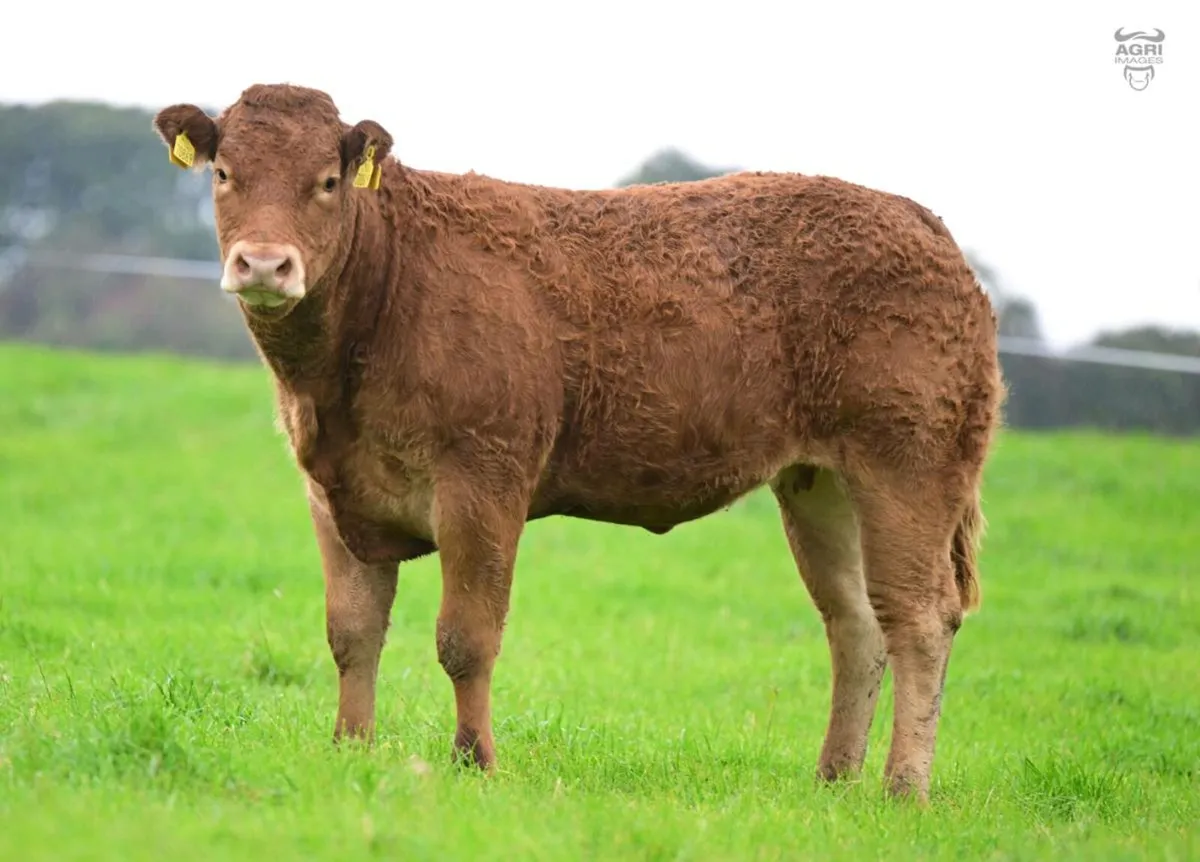 15 Exceptional Females - BALLYLINE LIMOUSIN Sale - Image 3