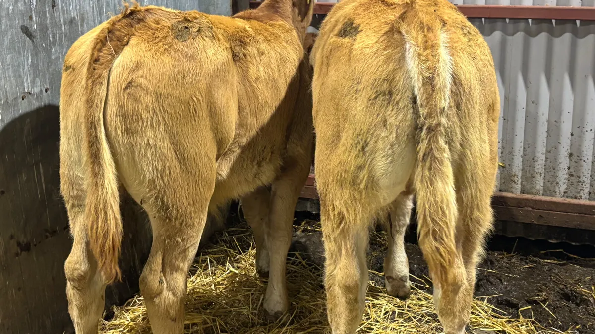 ⭐️ 2 Super Limousin Bull Runners ⭐️ - Image 2
