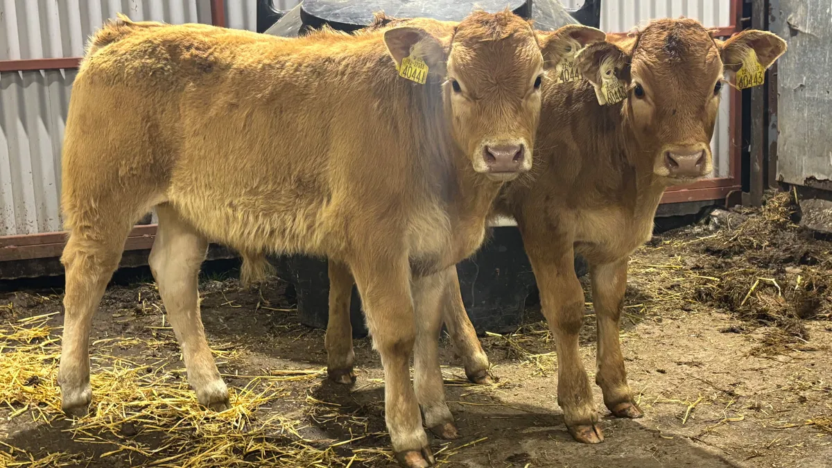 ⭐️ 2 Super Limousin Bull Runners ⭐️ - Image 1