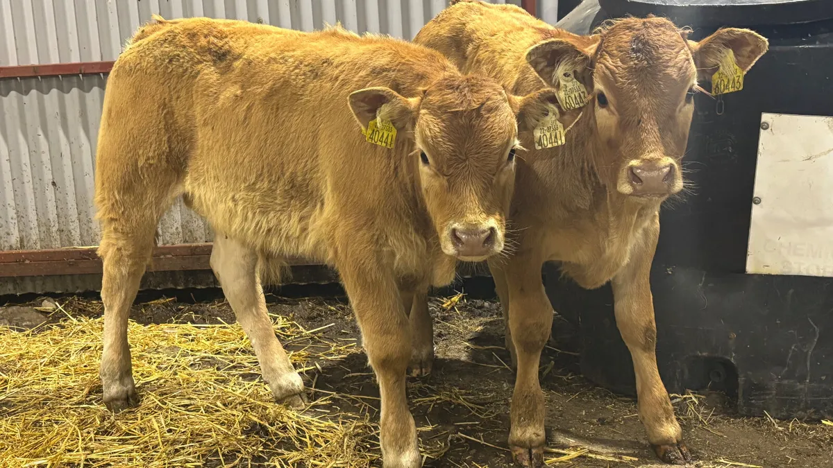 ⭐️ 2 Super Limousin Bull Runners ⭐️ - Image 3