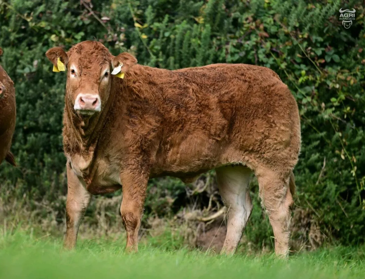 15 Exceptional Females - BALLYLINE LIMOUSIN Sale - Image 1