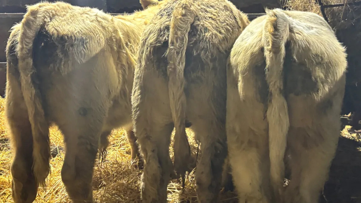 ⭐️ 3 Charolais Bull Wealings ⭐️ - Image 4