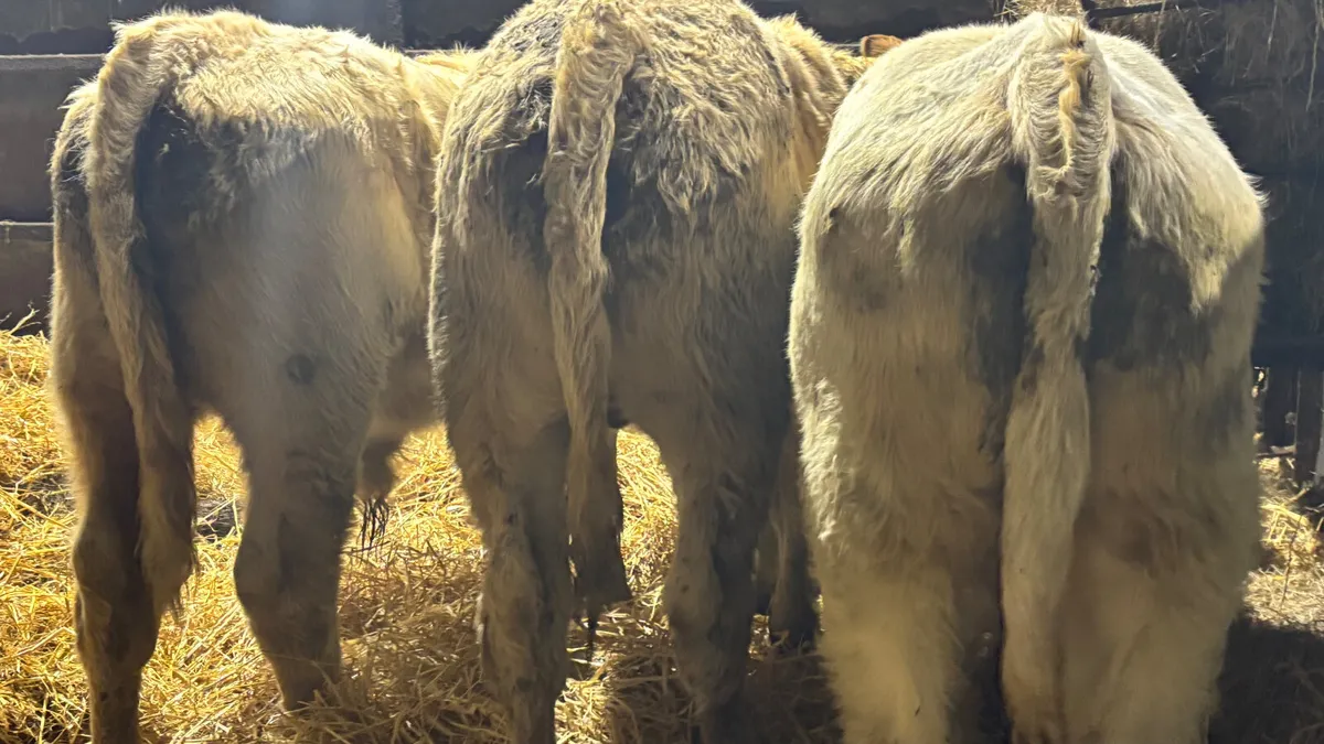 ⭐️ 3 Charolais Bull Wealings ⭐️ - Image 2