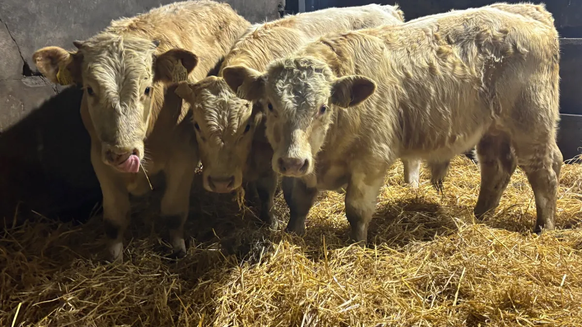 ⭐️ 3 Charolais Bull Wealings ⭐️ - Image 3