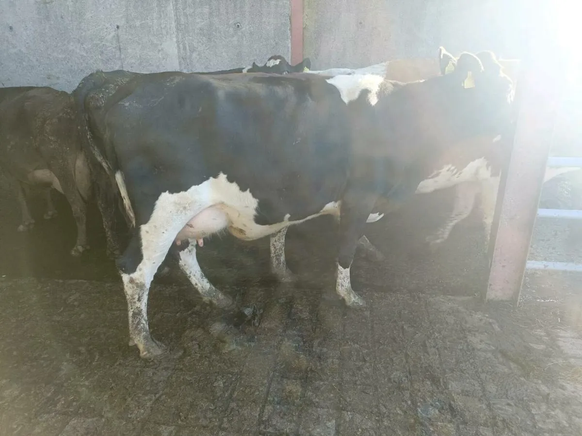 Calved heifer - Image 1