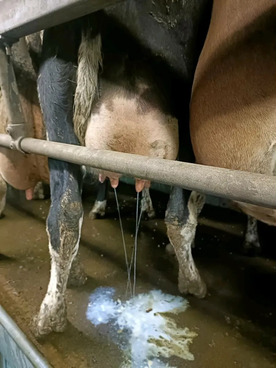 Calved heifer - Image 2