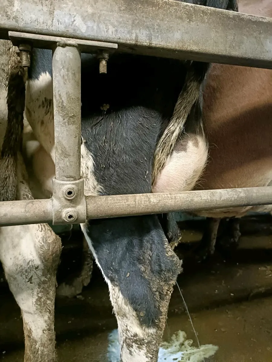 Calved heifer - Image 3