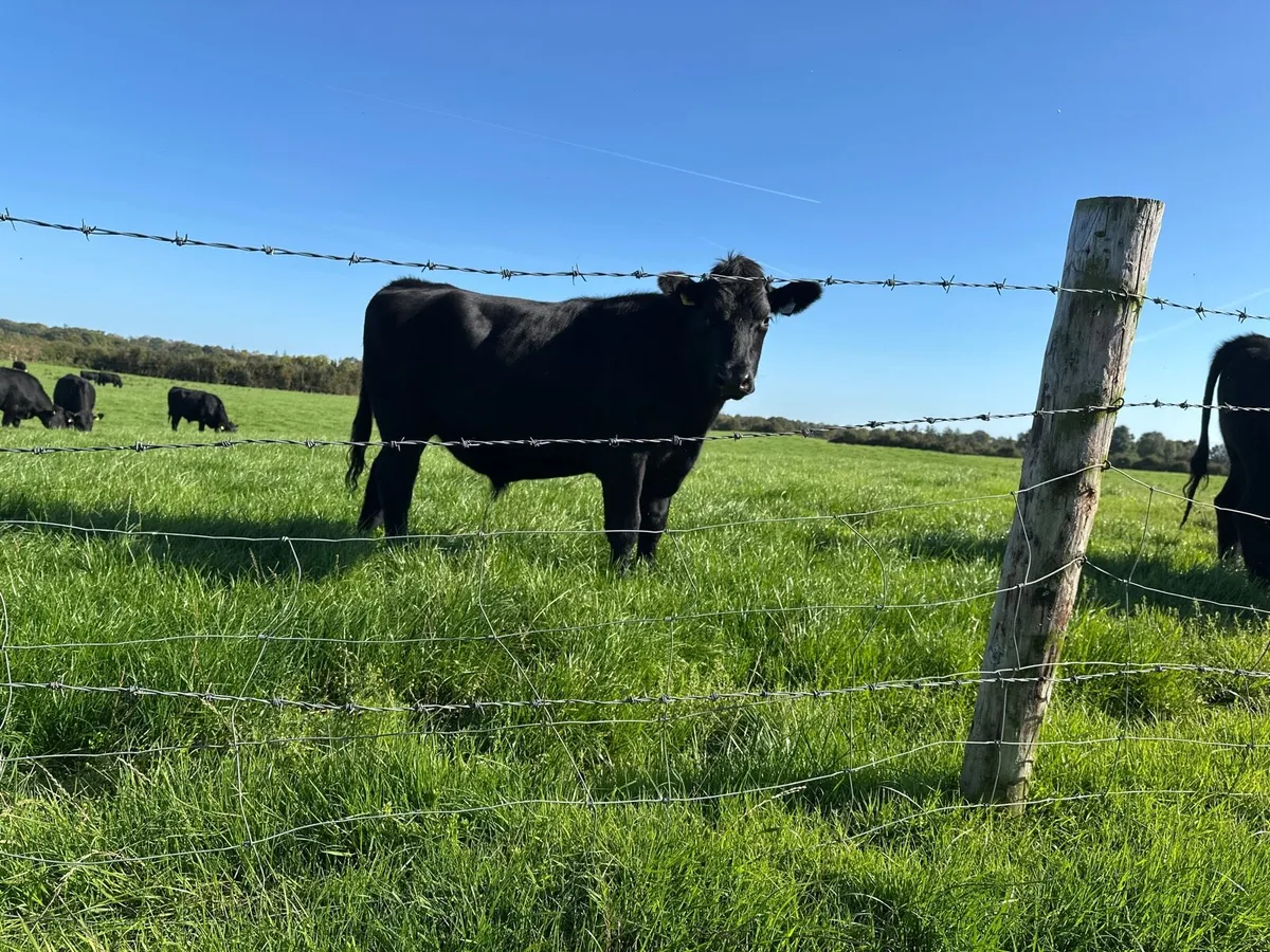 Store bullocks - Image 1