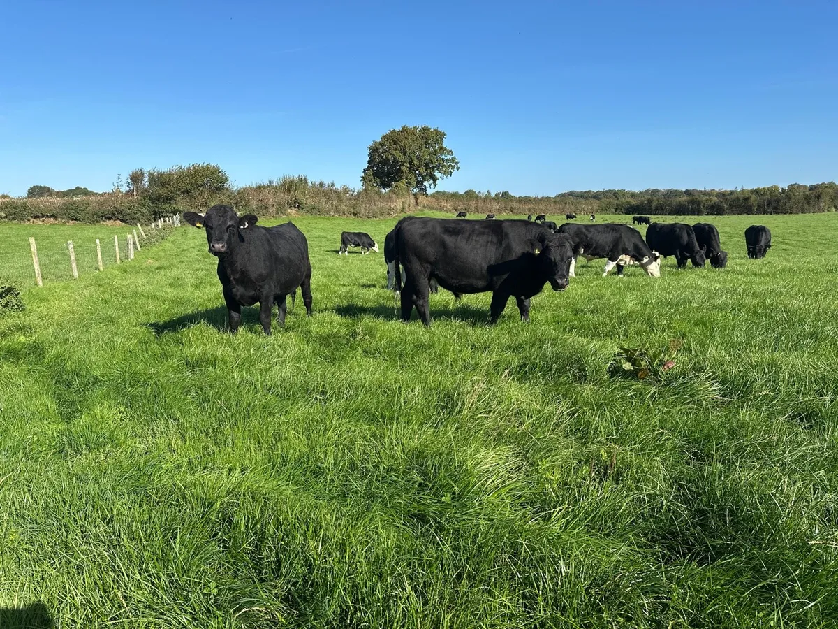 Store bullocks - Image 2