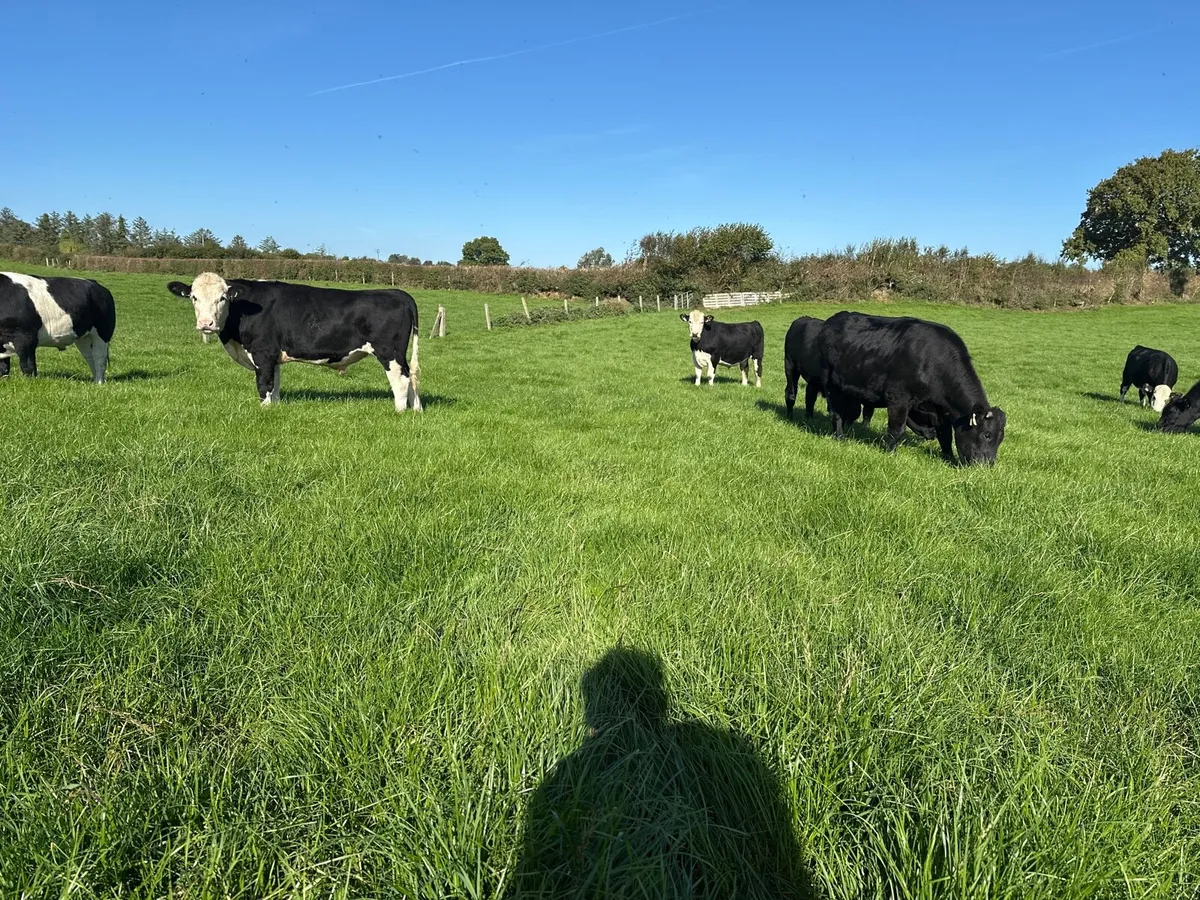Store bullocks - Image 3