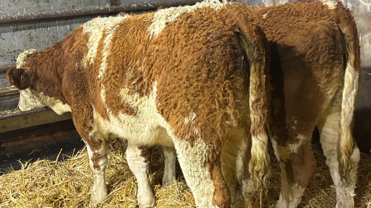 ⭐️ 2 Super Simmental Heifer Wealings ⭐️ - Image 4