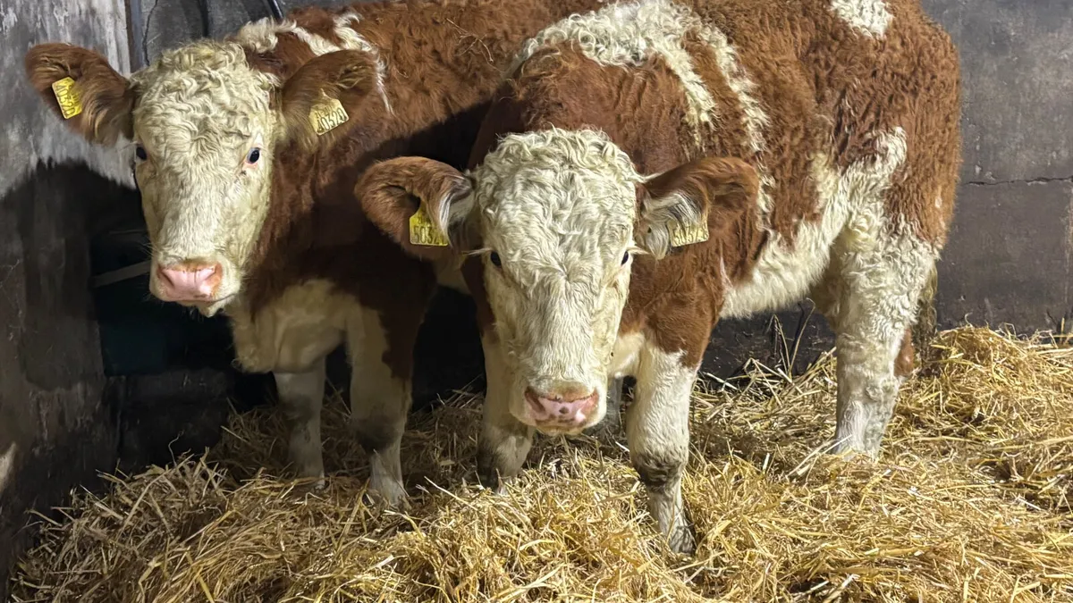 ⭐️ 2 Super Simmental Heifer Wealings ⭐️ - Image 3