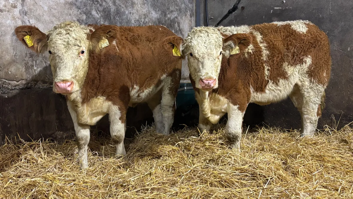 ⭐️ 2 Super Simmental Heifer Wealings ⭐️ - Image 1
