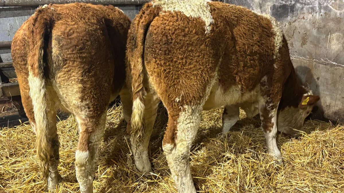 ⭐️ 2 Super Simmental Heifer Wealings ⭐️ - Image 2