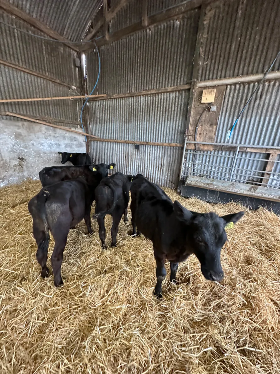 Angus bulls - Image 4