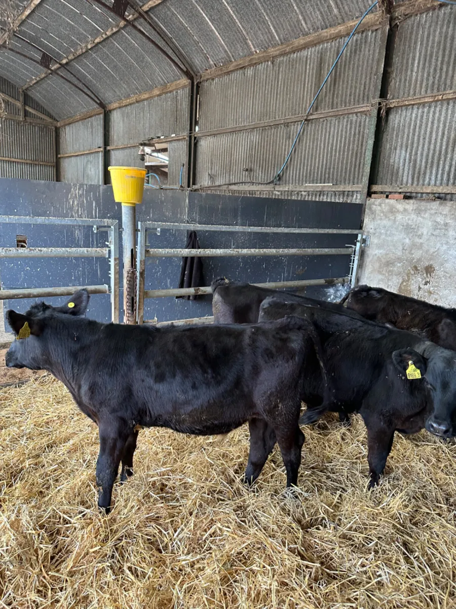 Angus bulls - Image 3