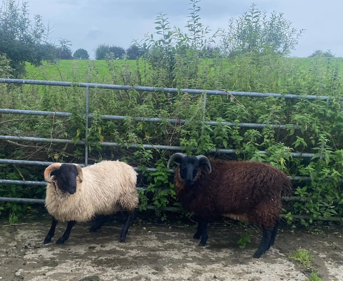 Ram Lambs - Image 1