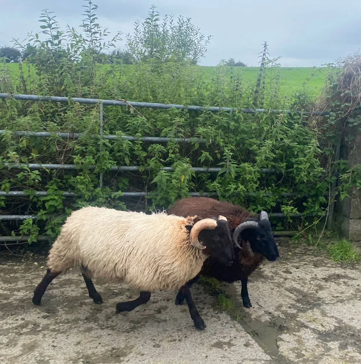 Ram Lambs - Image 3