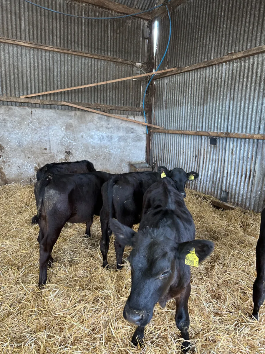 Angus bulls - Image 2