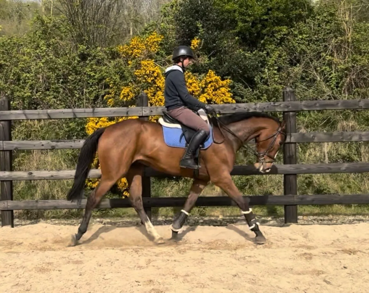 17.1h ISH 4 year old gelding - Image 1